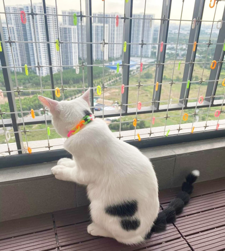 Lưới an toàn ban công cho mèo
